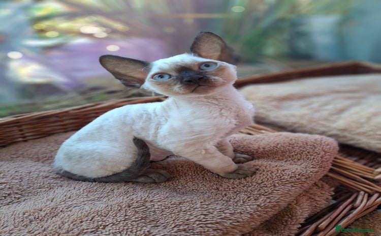 Devon Rex cats - Advert 1