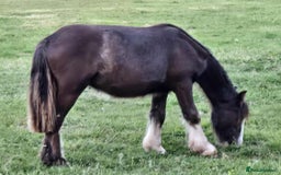 Other Breed horses for sale: ✨chocolate gypsy cob✨ - Image 3
