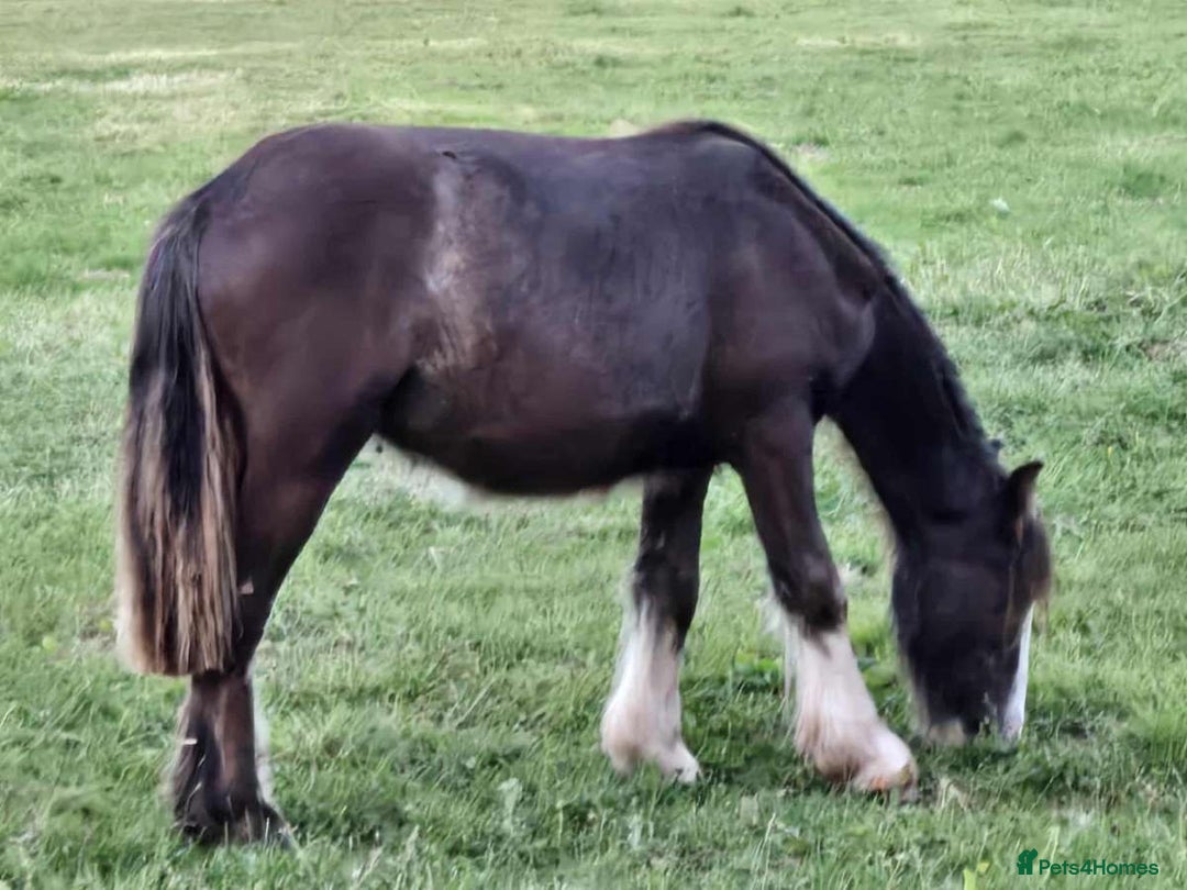 Other Breed horses for sale: ✨chocolate gypsy cob✨ - Image 3
