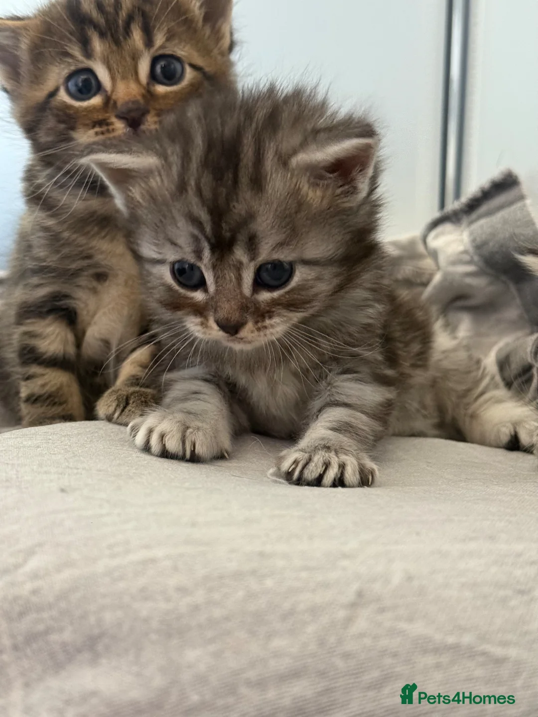 Mixed Breed cats for sale: Exceptional Maine coon cross kittens for sale  - Advert 1