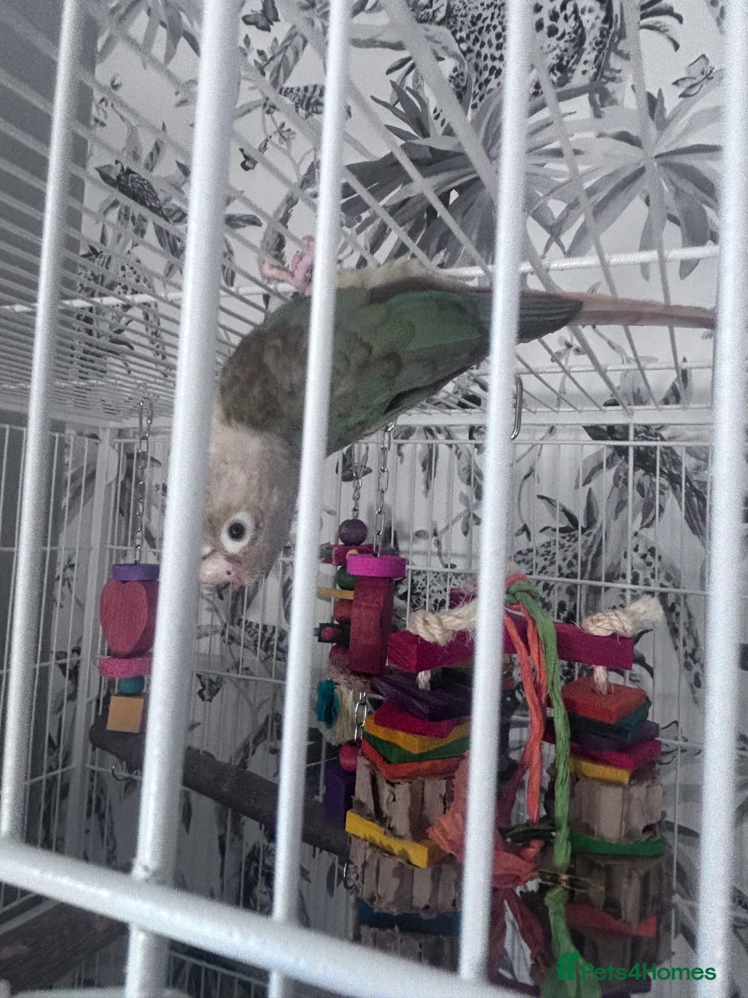 Conures birds for sale: Semi tame Cinnamon Conure - Advert 2