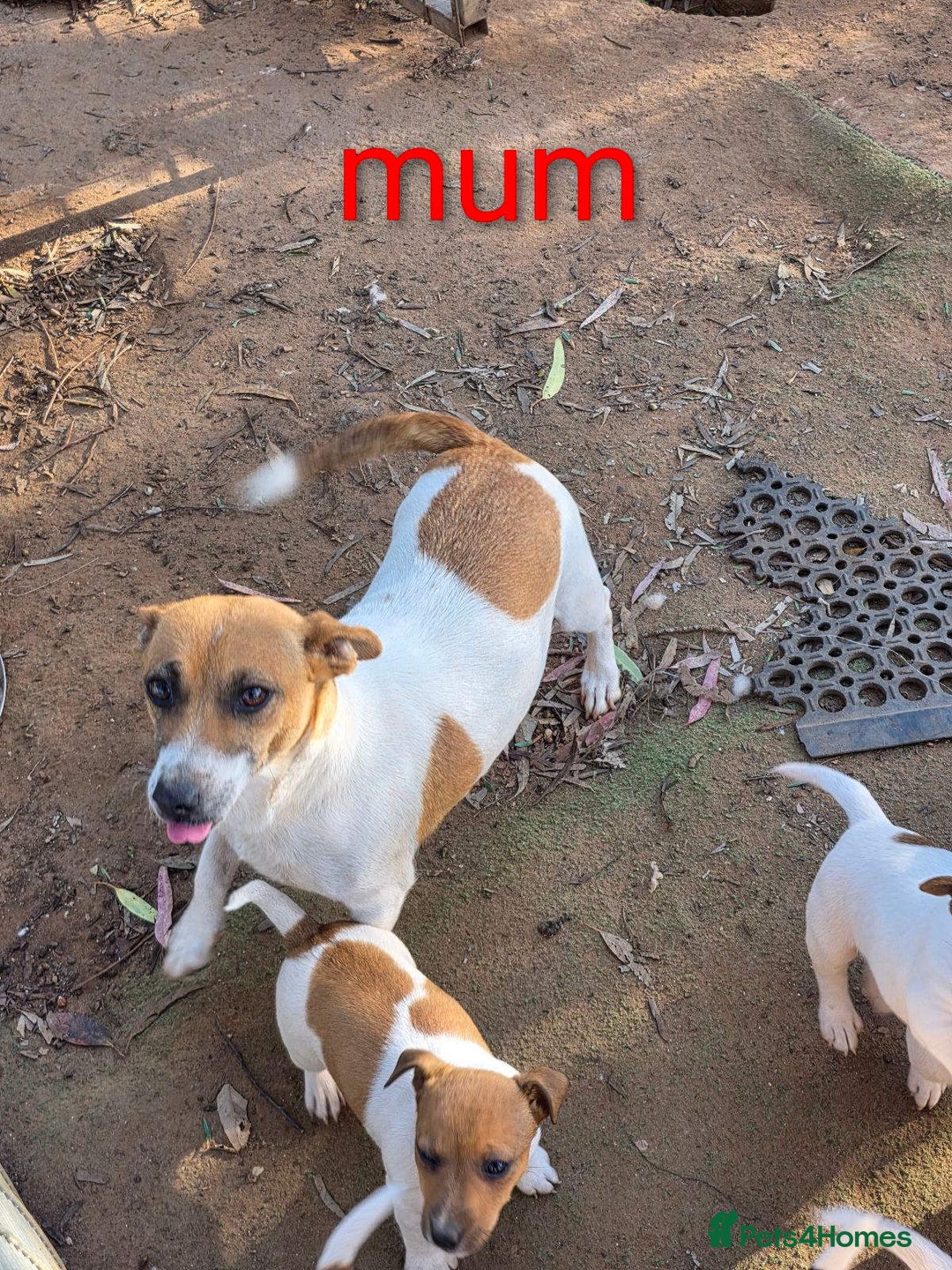 Jack Russell dogs for sale: Fluffiers jack russells - Image 5