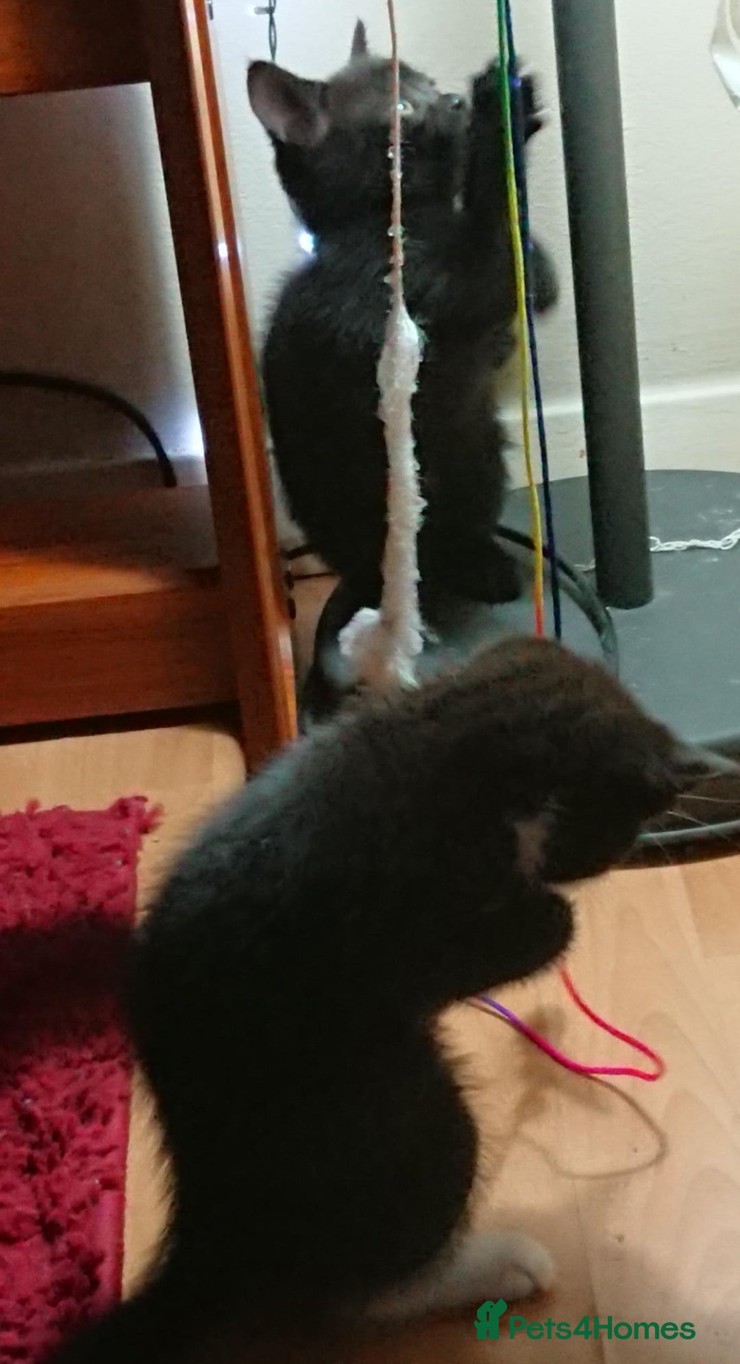 Mixed Breed cats for sale: Beautiful litter of 5 kittens 3 girls 2 boys - Advert 9