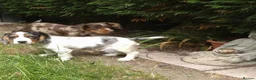 Cocker Spaniel dogs for sale: KC cockerpups. BEAUTIFUL PUPS. FULLY INOC - Advert 8