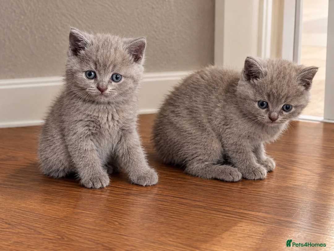 British Shorthair cats for sale: 4 beautiful lilac British short hair boys - Advert 9