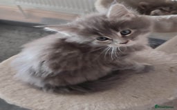 Maine Coon cats for sale: Adorable Maine coons - Image 4
