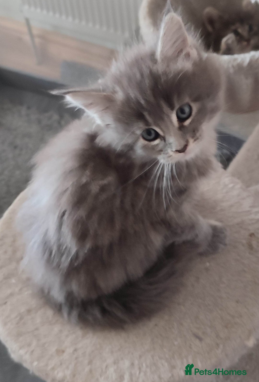 Maine Coon cats for sale: Adorable Maine coons - Image 4