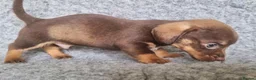 Mixed Breed dogs for sale: Minature Merle Dachshund x Puppies - Advert 6