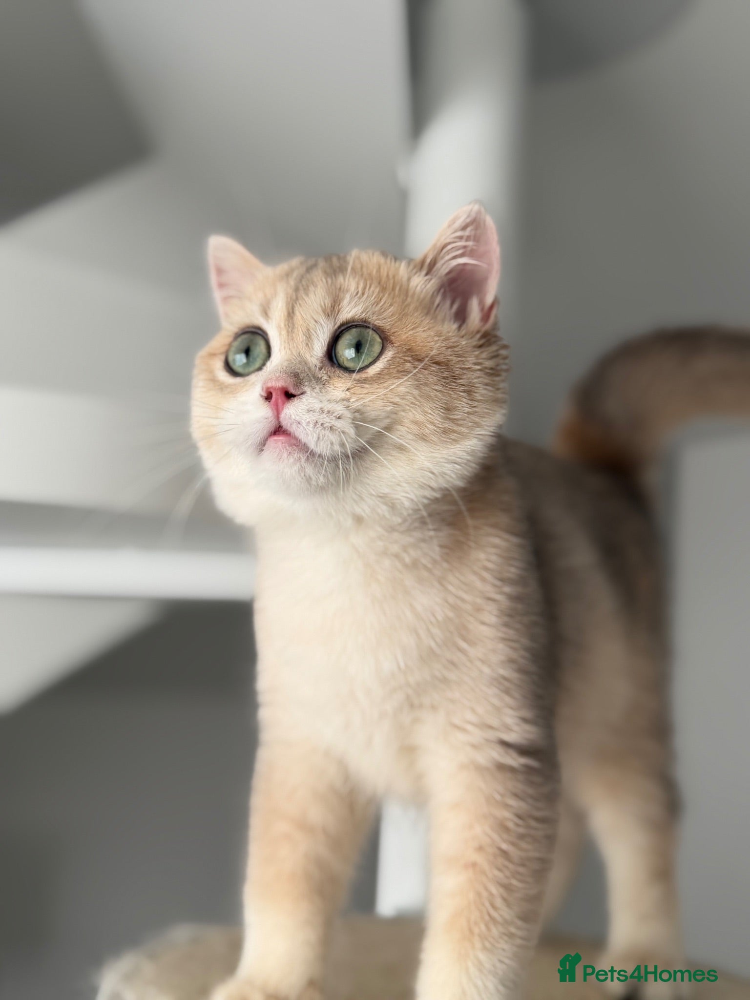 British Shorthair cats Blue Golden British Shorthair boy 💙 - Advert 2