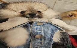 Pomeranian dogs for sale: Pomeranian for sale - Image 5