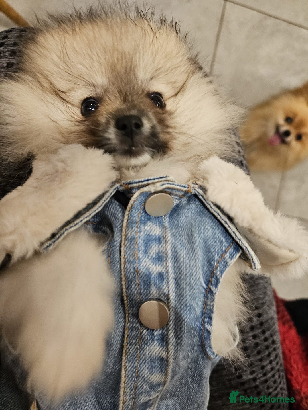 Pomeranian dogs for sale: Pomeranian for sale - Image 5