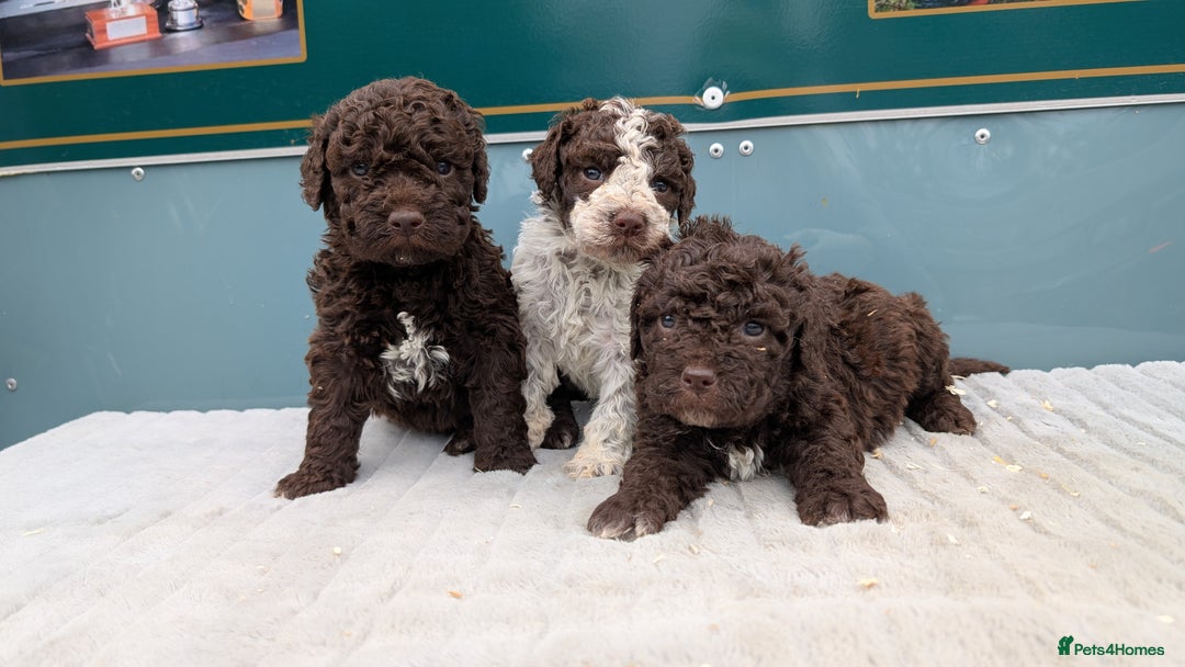 Lagotto Romagnolo dogs for sale: Brilliant litter of Lagotto  in Lockerbie - Image 2