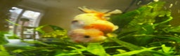 Fancy Goldfish fish for sale: Two lovely little male Ranchu fancy goldfish - Advert 4