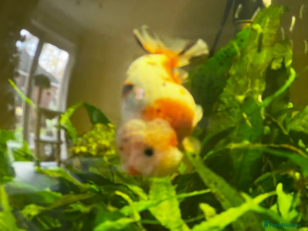 Fancy Goldfish fish for sale: Two lovely little male Ranchu fancy goldfish - Advert 4