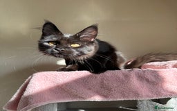 Maine Coon cats for sale: Pedigree GCCF Russian Import line Maine Coons - Image 24