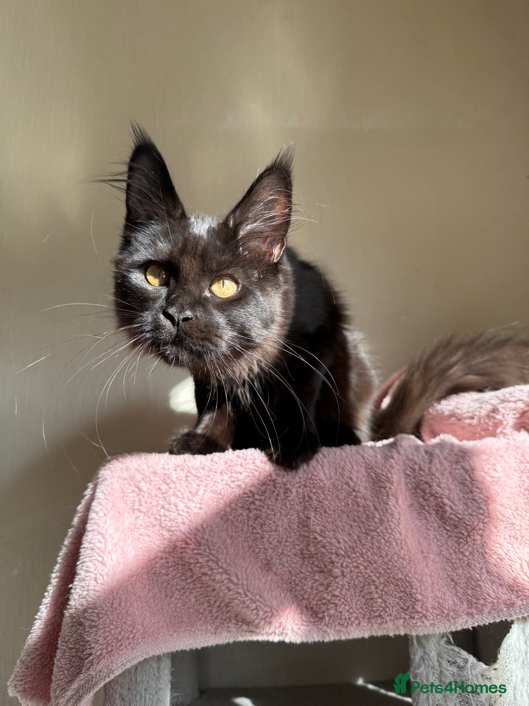 Maine Coon cats for sale: Pedigree GCCF Russian Import line Maine Coons - Image 24