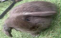 Mini Lop rabbits for sale: Mini lops for reserve  - Image 9