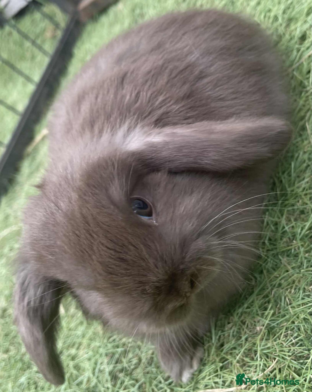 Mini Lop rabbits for sale: Mini lops for reserve  - Image 9