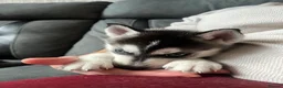 Siberian Husky dogs for sale: 8 Siberian Husky pups - Advert 10