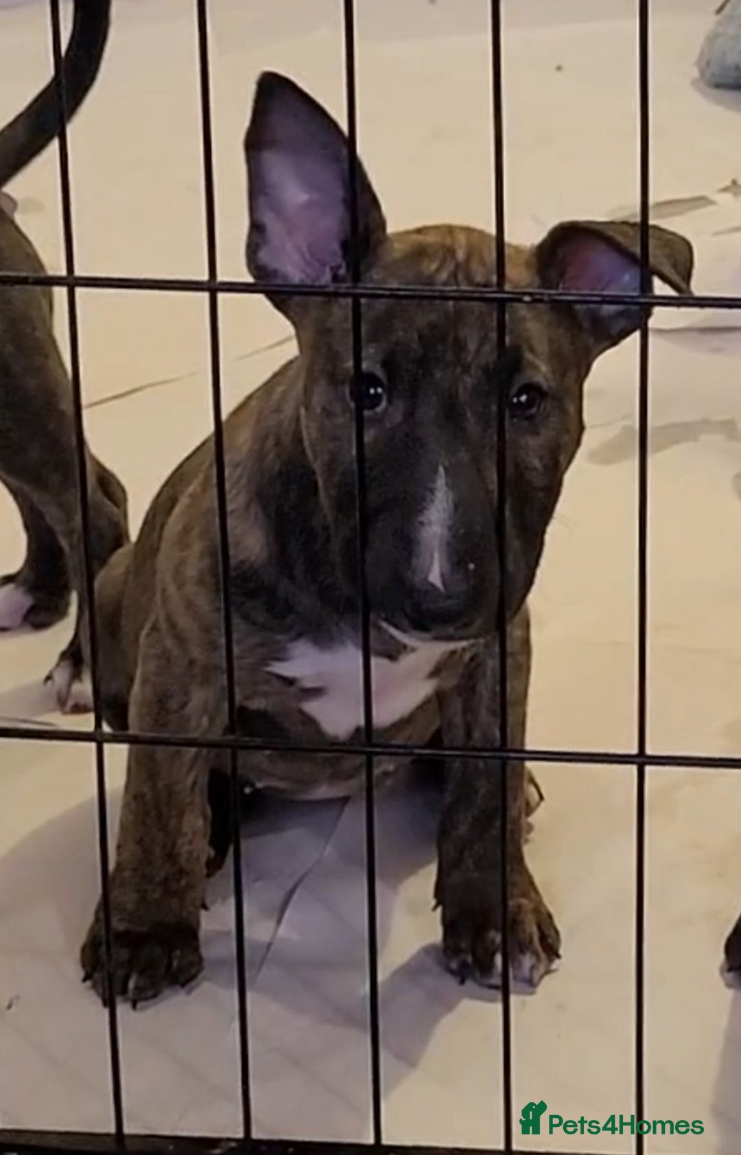 English Bull Terrier dogs for sale: ENGLISH BULL TERRIER,LITTER DUE 8TH OCTOBER  - Advert 27