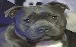 Staffordshire Bull Terrier dogs for sale: 🥨THE BEST OF BOTH WORLDS🥨 - Image 15