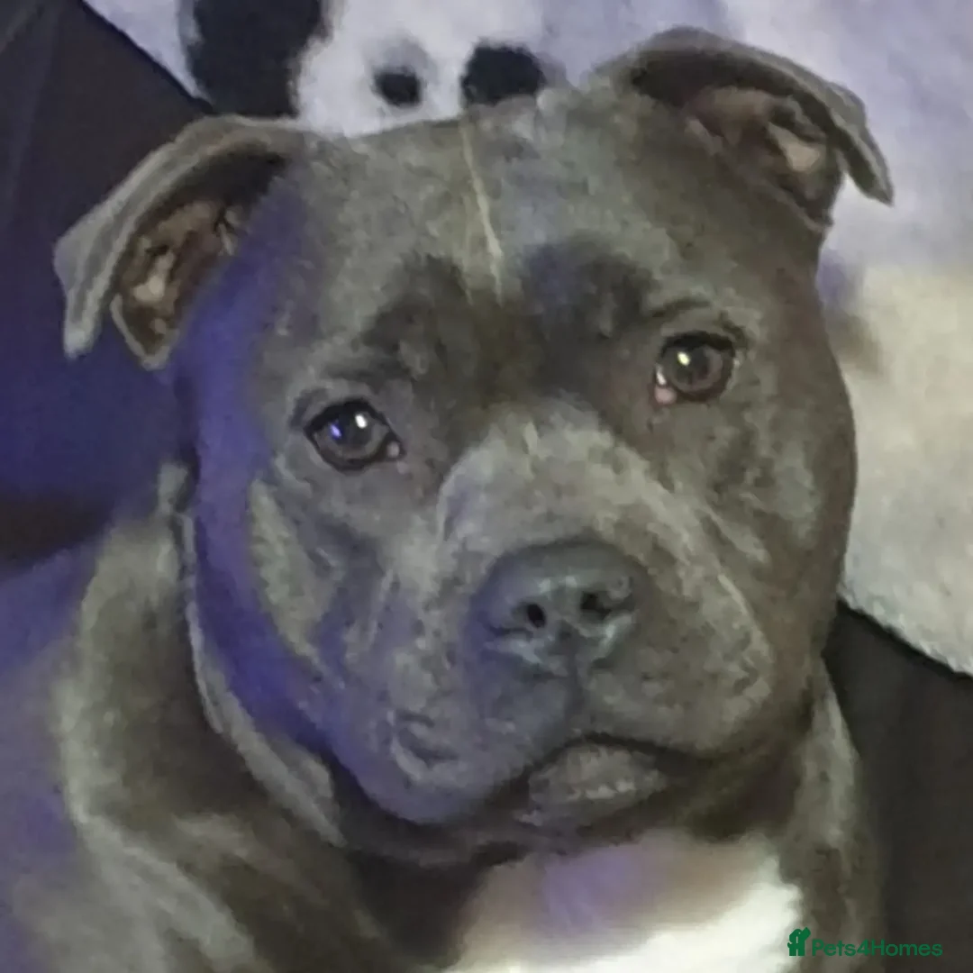Staffordshire Bull Terrier dogs for sale: 🥨THE BEST OF BOTH WORLDS🥨 - Image 15
