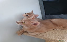Abyssinian cats for sale: Blue Abyssinian male kittens - Image 11