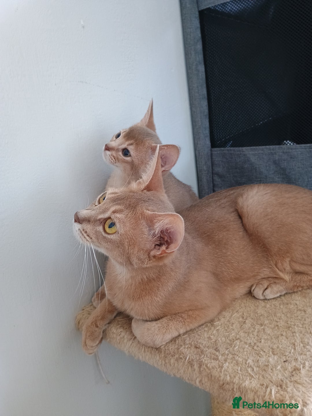 Abyssinian cats for sale: Blue Abyssinian male kittens - Image 11