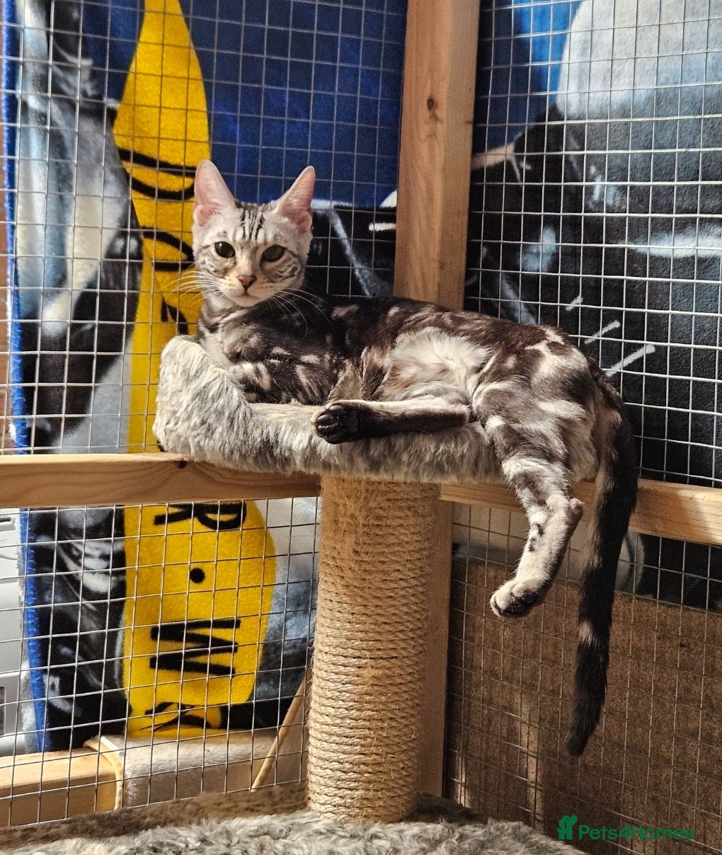 Bengal cats Sigrid the Viking warrior - Advert 2
