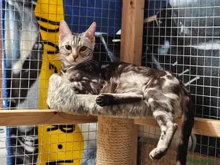 Bengal cats TICA Pedigree bengal Sigrid the viking warrior - Advert 2
