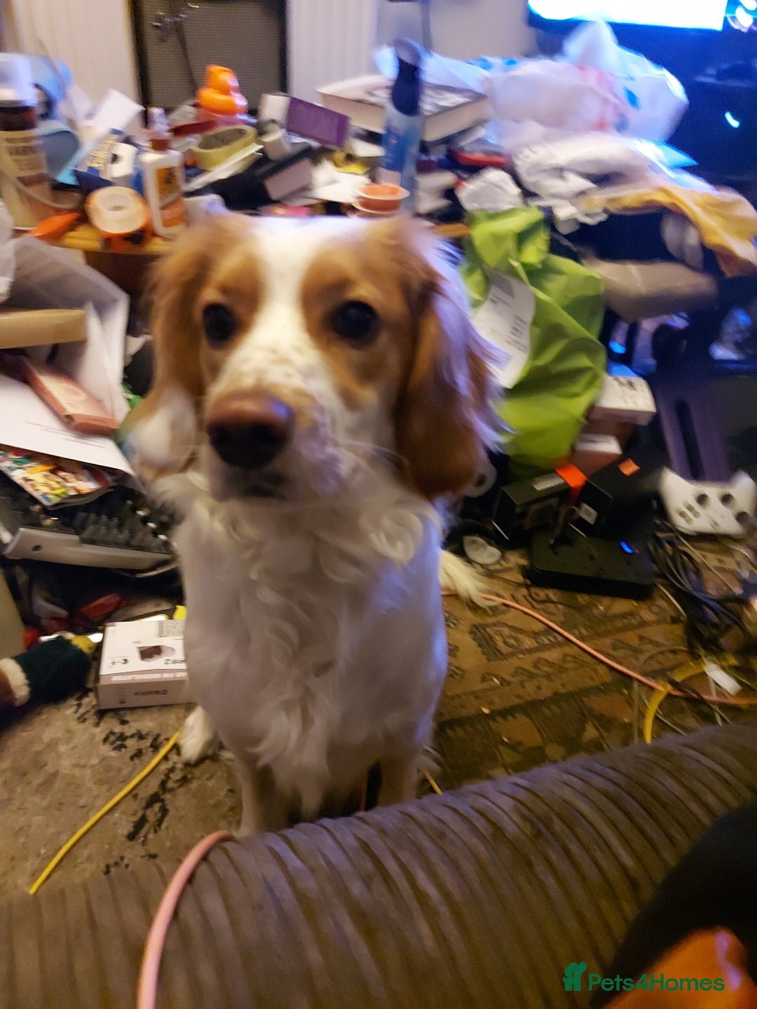 Mixed Breed dogs for sale: Free, unable to care for - Advert 3