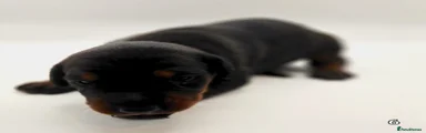Dobermann 6