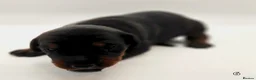 Dobermann dogs for sale: Doberman Puppies from Health Tested Parents - Advert 11