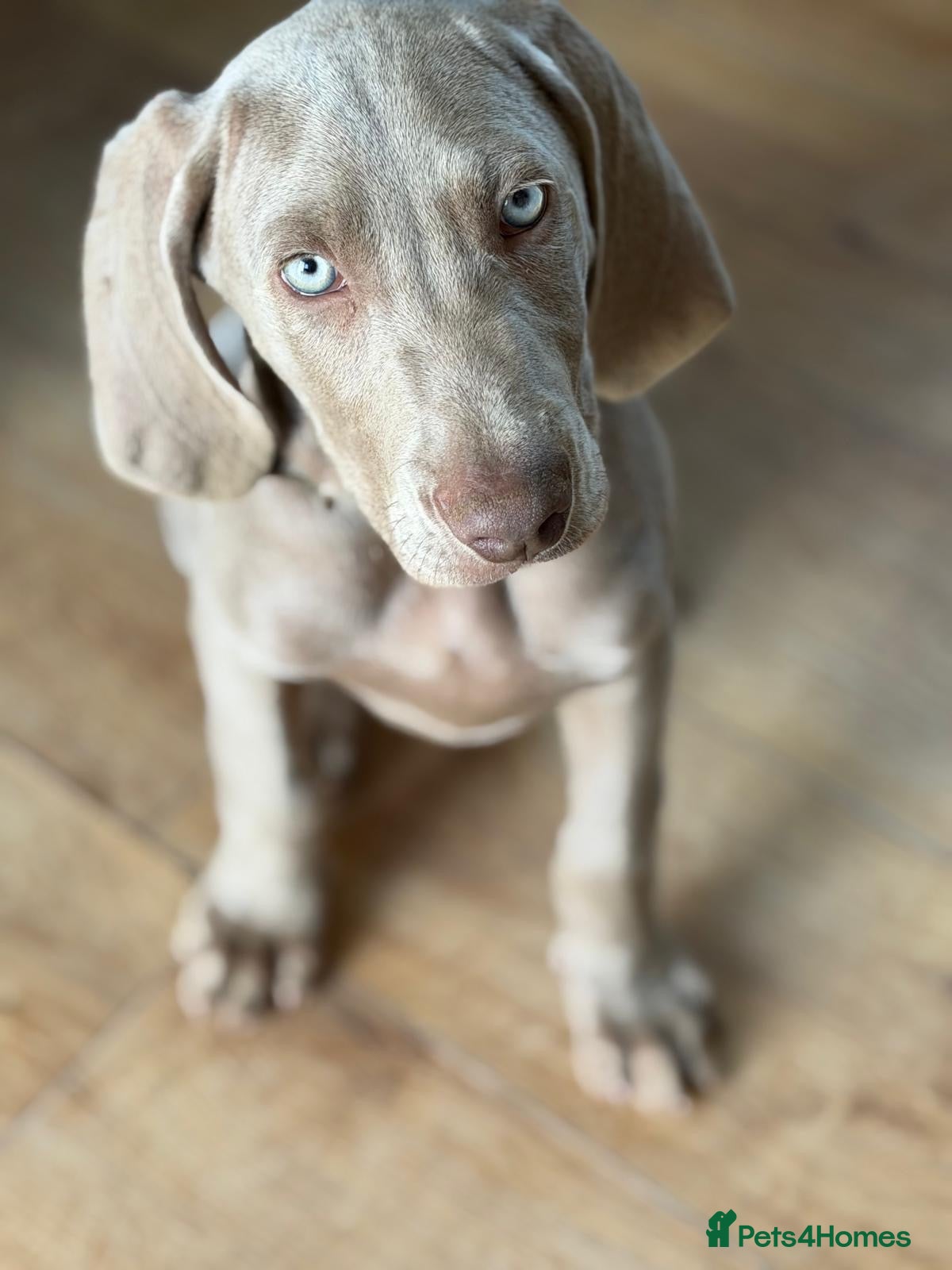 Weimaraner dogs 🐶 LAST 3 KC REG SILVER WEIMARANER PUPPIES 🐾 - Advert 13