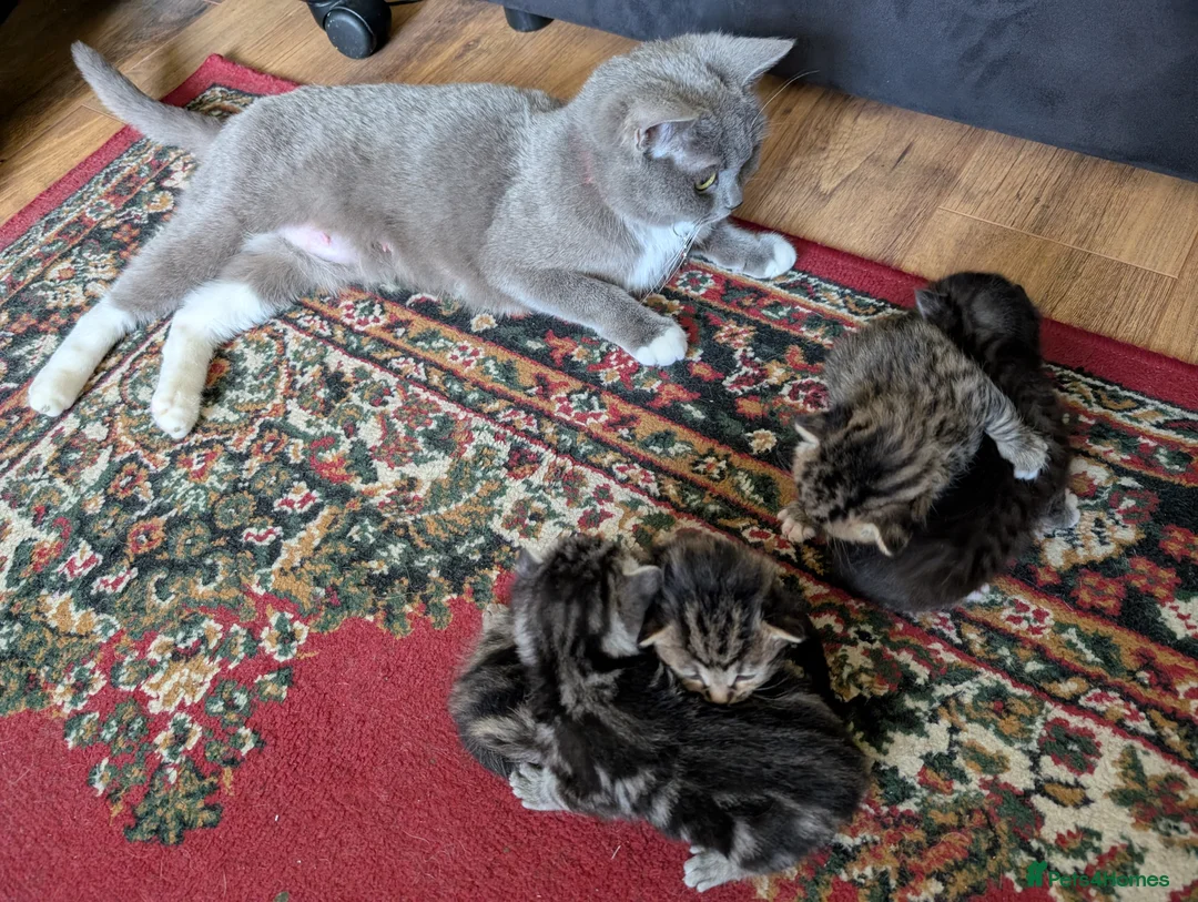 Mixed Breed cats for sale: 3 lovely kittens still for sale - Advert 12