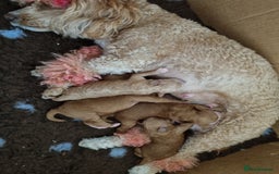 Miniature Poodle dogs for sale: Beautiful Miniature poodles - Image 6