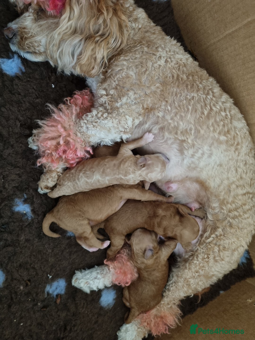 Miniature Poodle dogs for sale: Beautiful Miniature poodles - Image 6