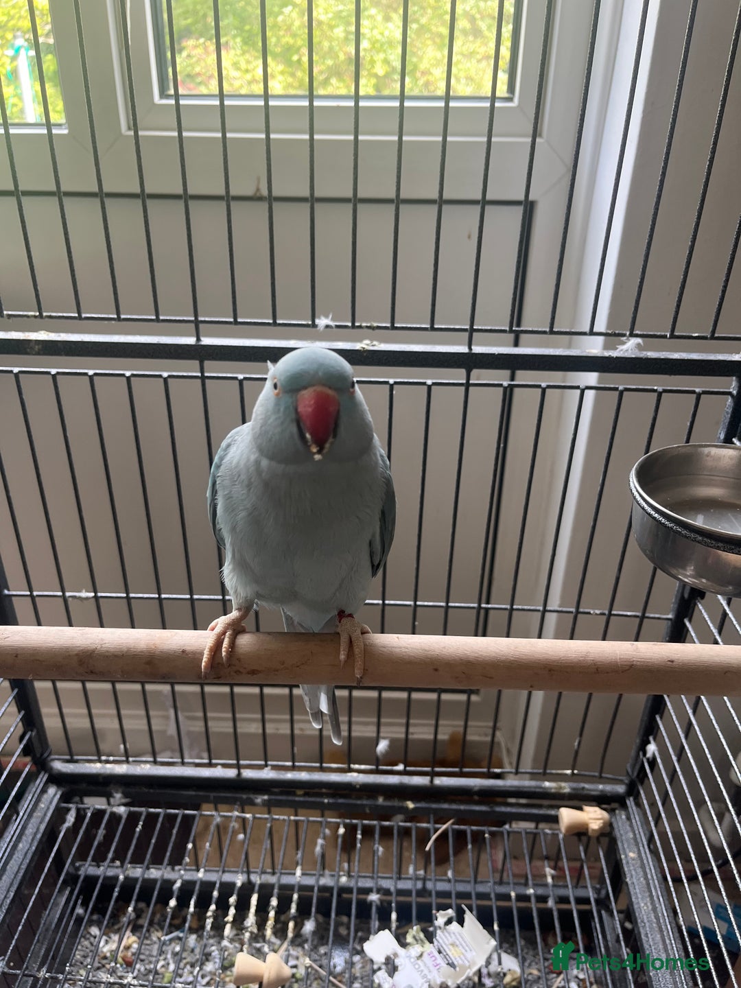 Ringnecks birds for sale: Female Ringneck - Image 2