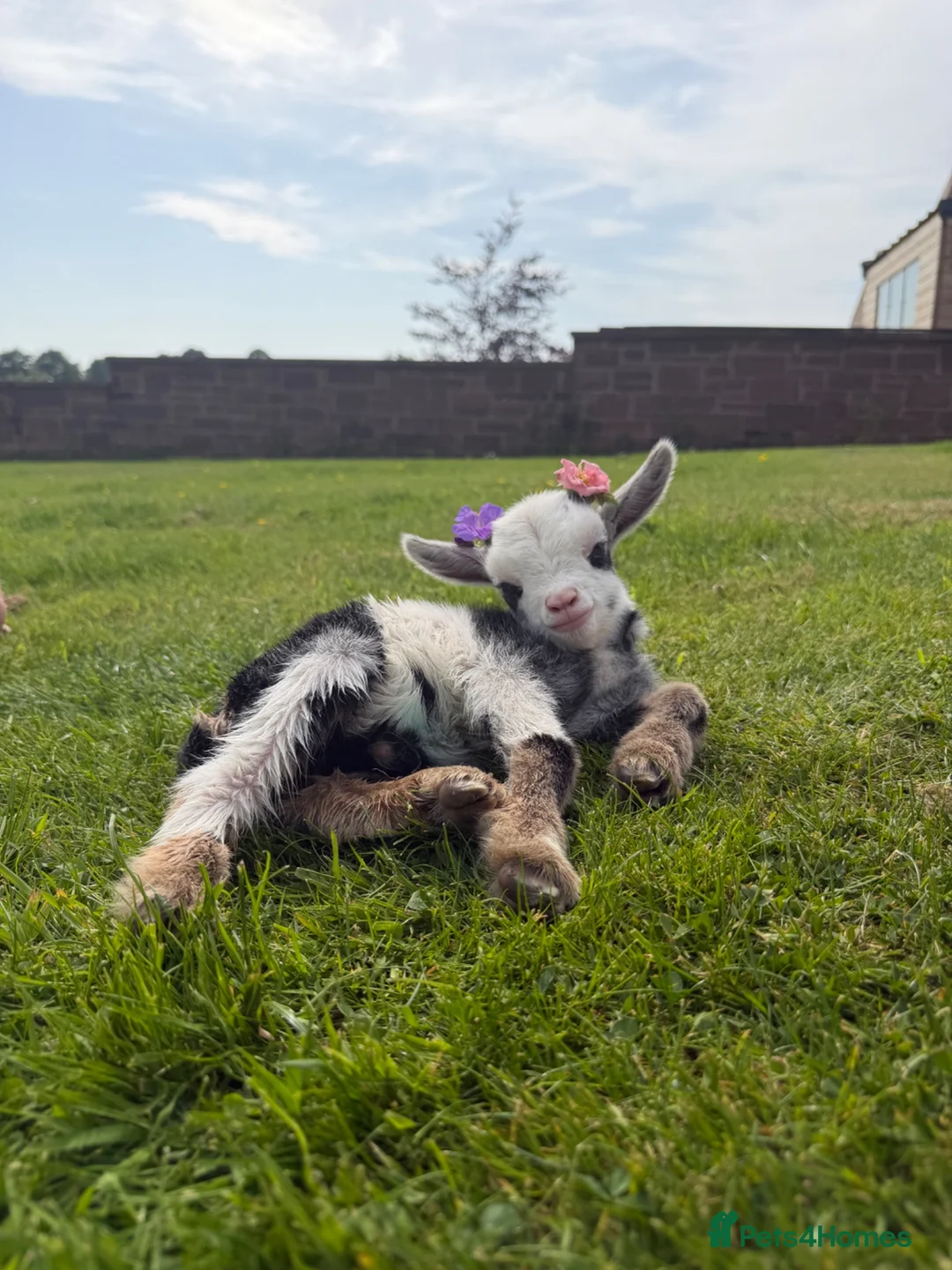 Goats livestock for sale: 2 beautiful Pygmy Nannies with kids at foot ❤️ in Gretna - Advert 7