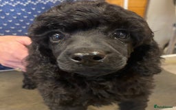 Miniature Poodle dogs for sale: Exquisite, DNA clear, puppies,  Slaves wanted! - Image 16