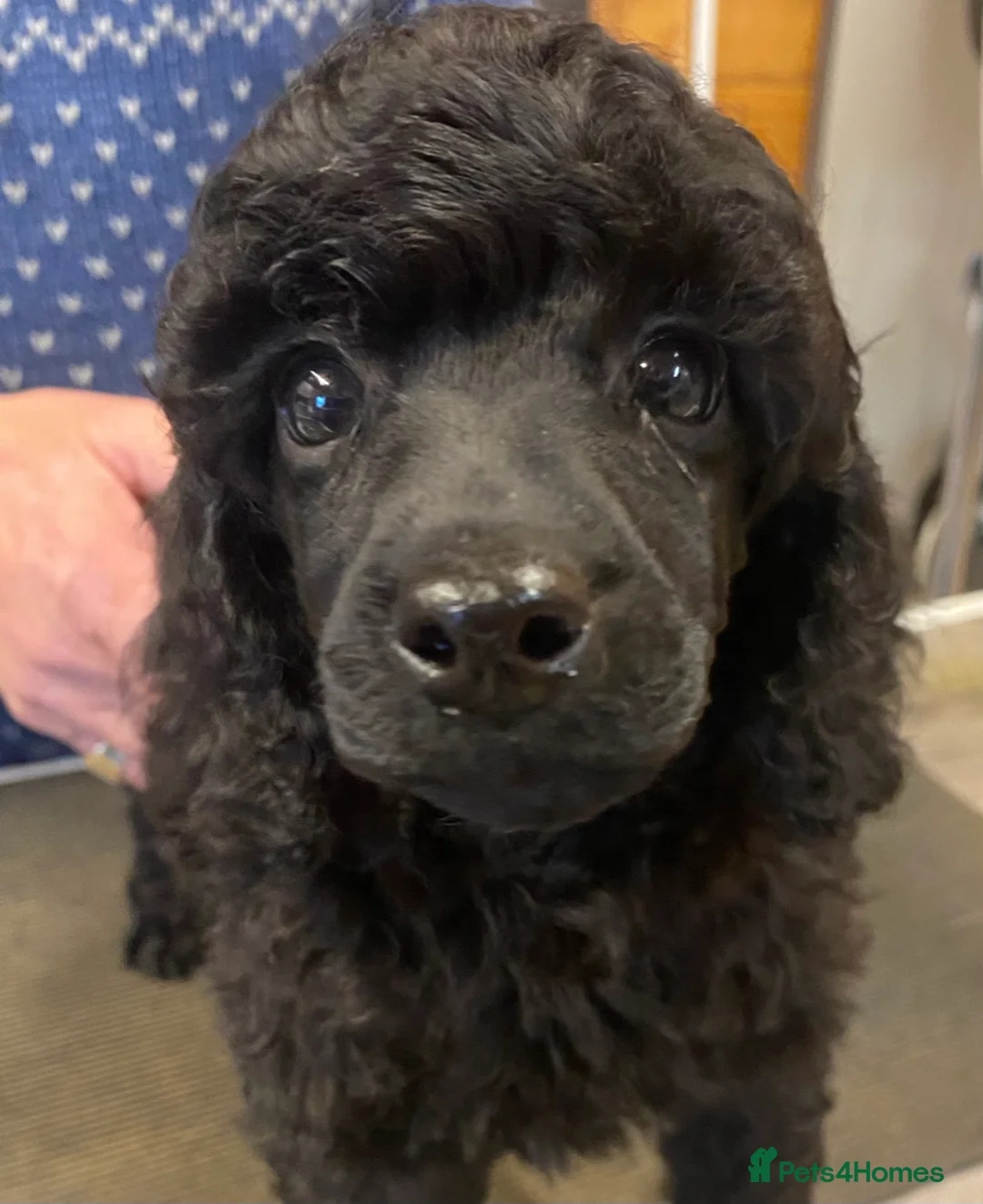 Miniature Poodle dogs for sale: Top Quality, DNA clear, READY NOW! fully vacced - Advert 7