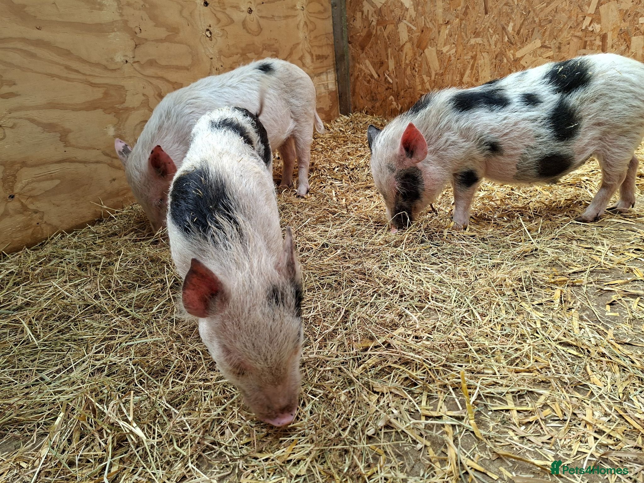 Pig livestock 3 x Castrated Mini / Micro Pigs - Advert 2