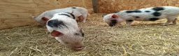 Pig livestock for sale: 3 x Castrated Mini / Micro Pigs - Advert 2