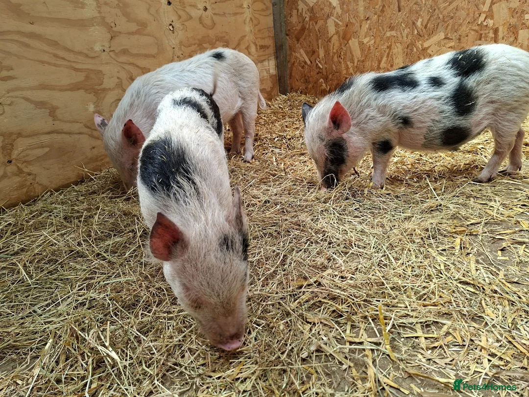 Pig livestock for sale: 3 x Castrated Mini / Micro Pigs - Advert 2