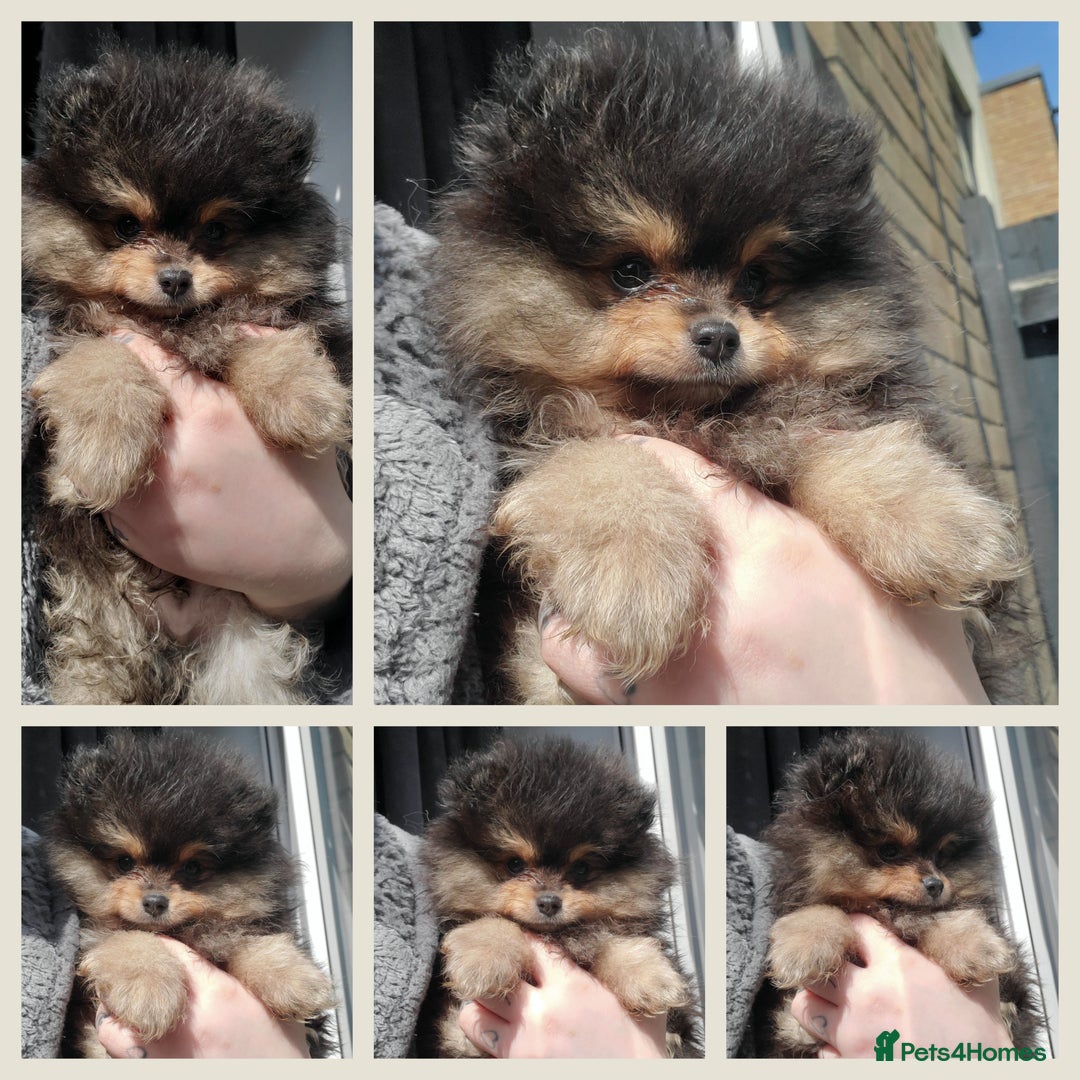 Pomeranian dogs for stud: Kc Pomeranian Male For STUD DUTIES - Advert 34