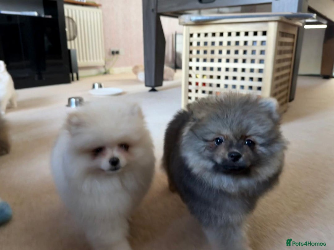 Pomeranian dogs for sale: 10 Week Purebred Pomeranian Champion EU Bloodline  - Advert 5