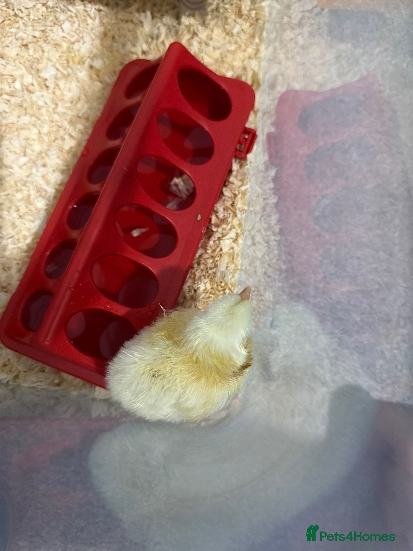 Mixed Breed poultry for sale: MIXED BREED CHICKS - Advert 2