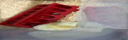 Mixed Breed poultry for sale: MIXED BREED CHICKS in Matlock - Advert 1