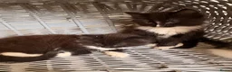 Maine Coon cats for sale: Maine Coon Cross Kittens - Advert 18