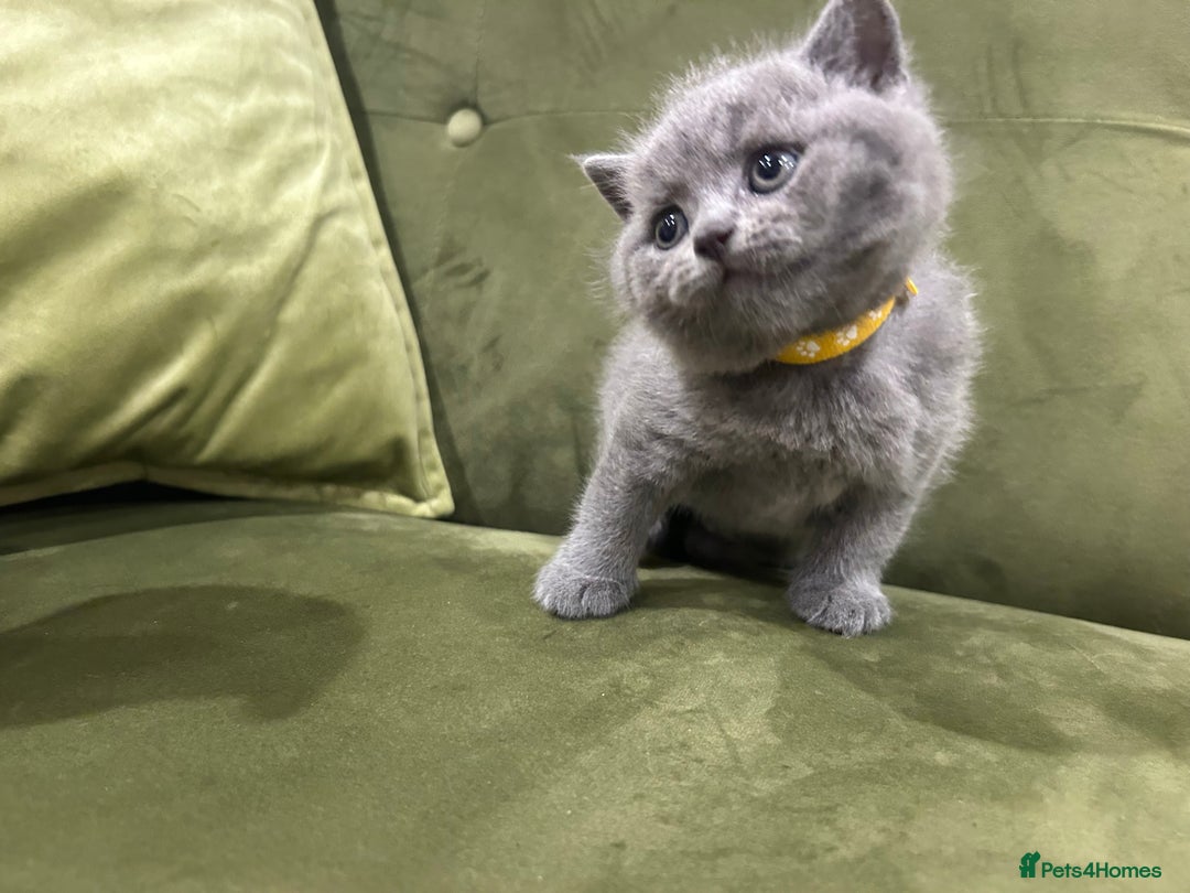 British Shorthair cats for sale: Gorgeous British shorthair kitten - Image 5